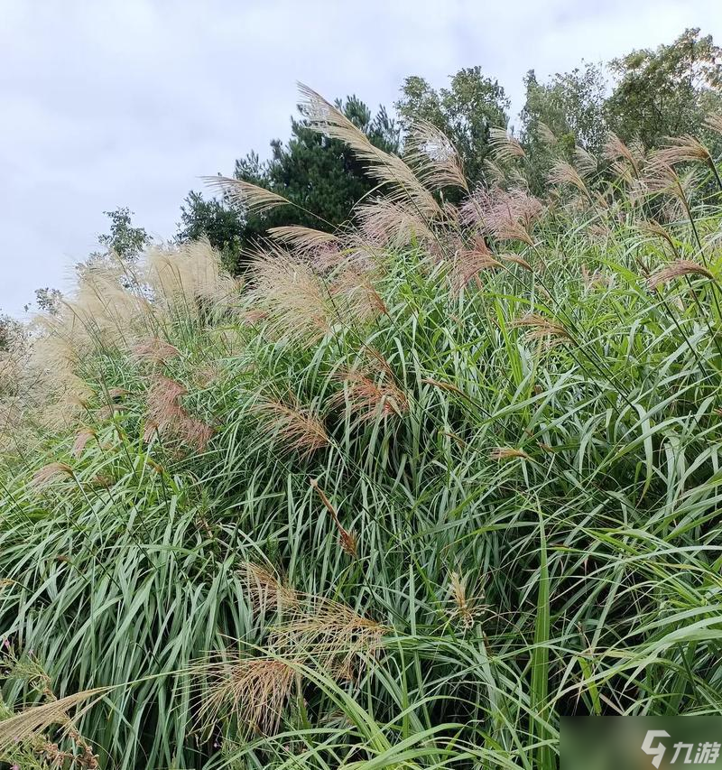 种植芒草的方法是什么？如何在Minecraft中培育芒草？