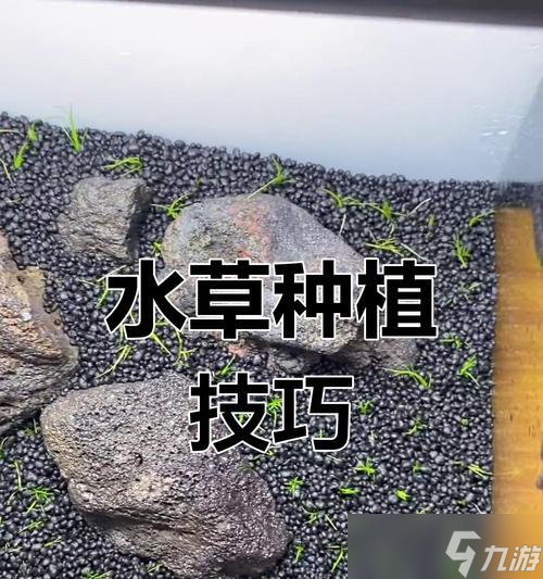 我的世界中水草如何快速成长？水草成长的条件是什么？