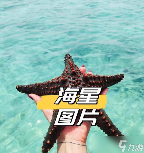 我的世界海星怎么建？有哪些步骤可以建造海星结构？