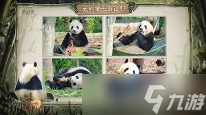 第五人格熊猫系列时装怎么样
