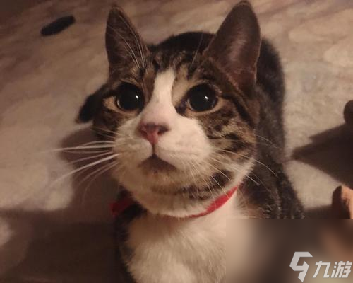 《以灵猫传橘灵王母》（打造最强宠物战队）