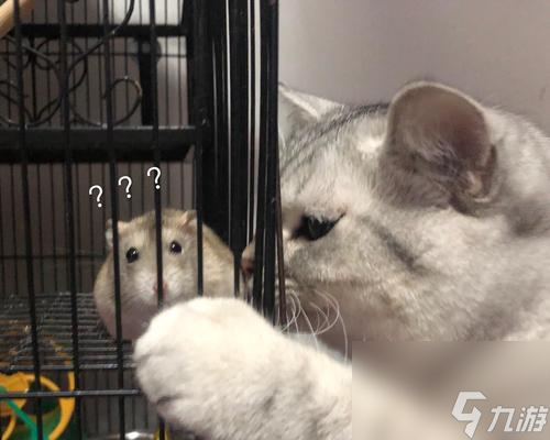 《以灵猫传橘灵王母》（打造最强宠物战队）