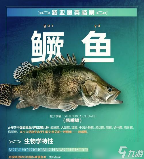 鳜鱼我的世界怎么养殖的？养殖鳜鱼需要哪些步骤？