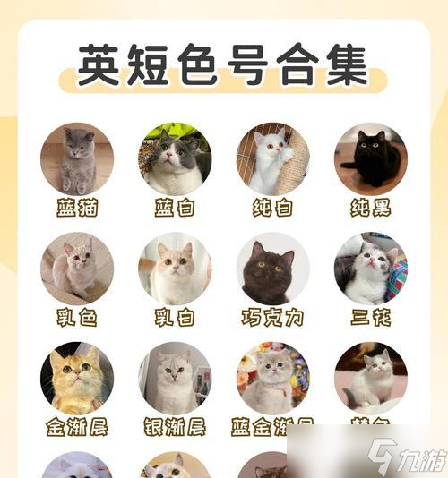 《爱江山更爱美人猫咪》之游戏中的星级评定（以猫咪为主角）