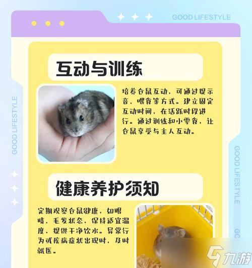 大话西游小仓鼠的玩法有哪些？如何培养最强小仓鼠？