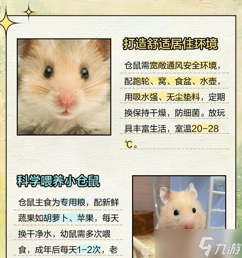 大话西游小仓鼠的玩法有哪些？如何培养最强小仓鼠？