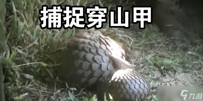 寻仙中穿山甲如何捕捉？捕捉过程中需要注意什么？