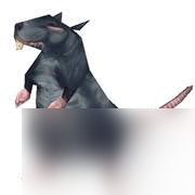 魔兽世界中狡猾的老鼠在哪抓