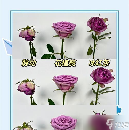 如何在大话西游中多种花？种植技巧有哪些？