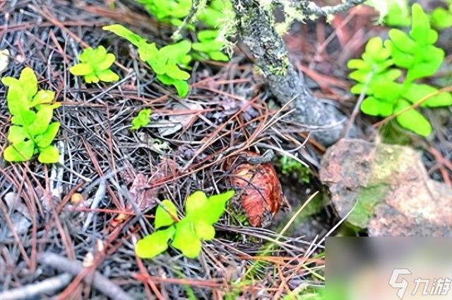 筑牢生态防线,遏制“打野”乱象