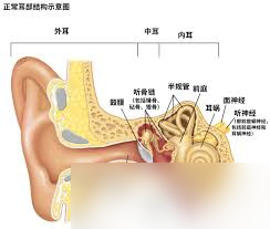 耳朵聽(tīng)見(jiàn)聲音離不開(kāi)哪種細(xì)胞幫助