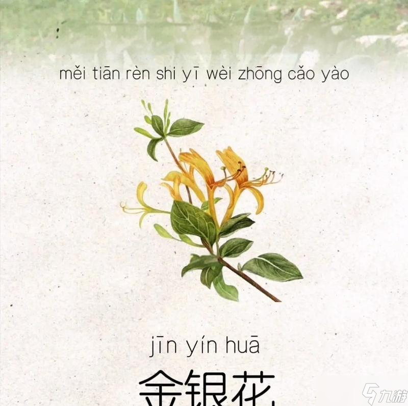 金银草药花在寻仙中的使用方法是什么？