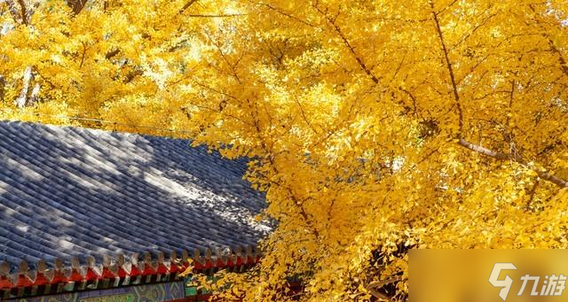 今年秋分不一般，老话＂秋分冷得怪，三九天气坏＂今年冬雪多吗