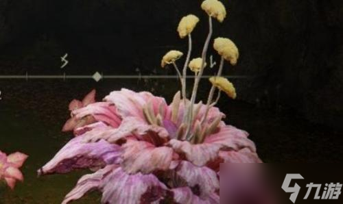 艾尔登法环粉色的花怎么打
