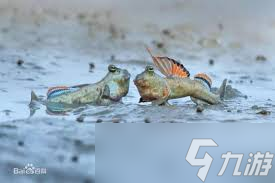 弹涂鱼为什么要爬树