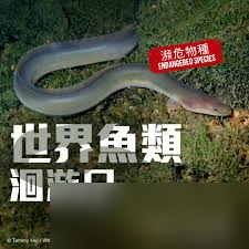 风之海岸三头蛇怎么样