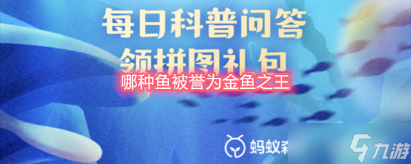 哪种鱼被誉为金鱼之王