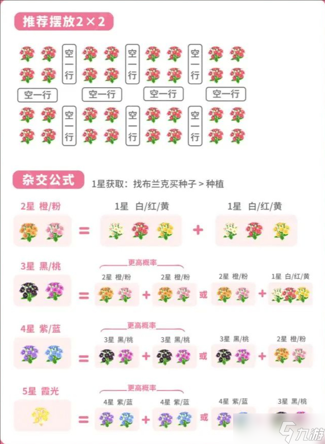 陇上金颂露薇花杂交培育指南