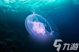 水母鱼为何喜欢追随水母