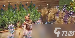 荒原曙光雪蓮如何獲取