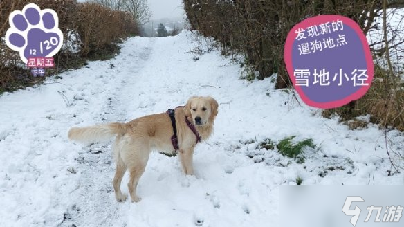 終于能云養(yǎng)狗了！"真狗"互動模擬游戲上線Steam頁面