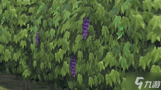 《最终幻想14》搞笑梗图再现!《宝可梦传说:Z-A》中出现"多边形葡萄"