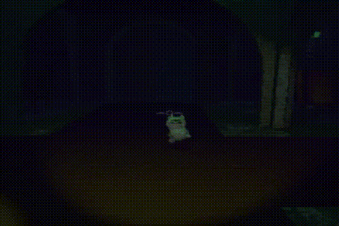 《R.E.P.O.》新怪物引热议:可爱小白狗秀肱二头肌!