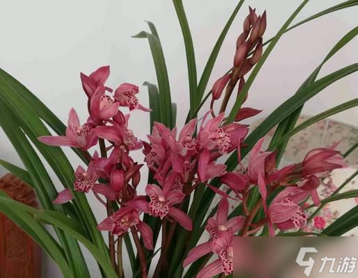 大话西游仙界花卉收集方法有什么 