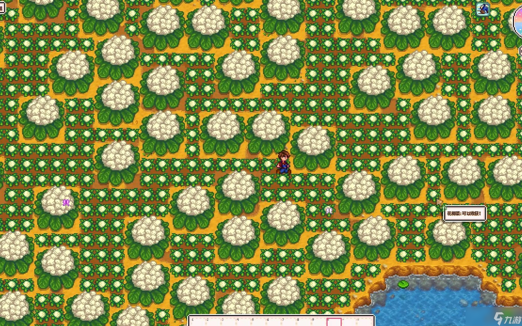 星露谷物语花椰菜有用吗