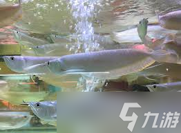 银龙鱼是哪种鱼的俗称