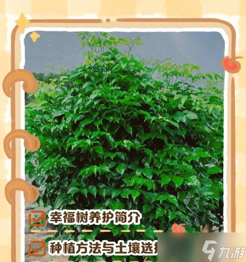 种大树的正确方法是什么？