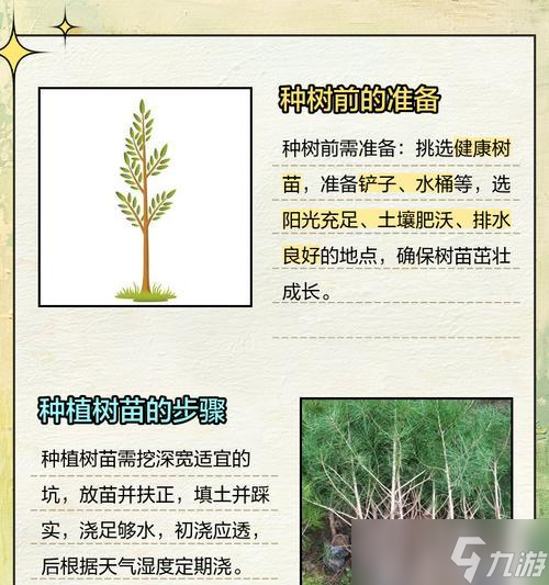 种大树的正确方法是什么 