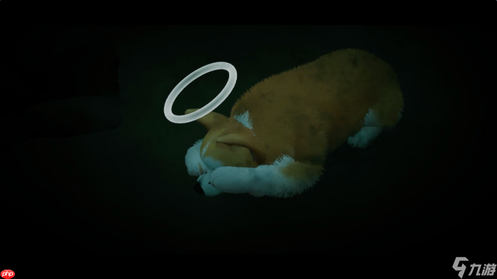 《我的小柯基》评测：献给所有爱狗人的童话