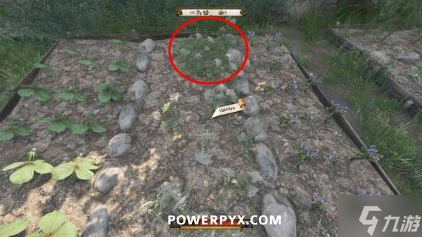 《天国拯救2》抗炎药剂配方及材料获取方法 消炎药怎么做