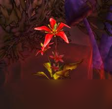 魔兽世界红色木槿有啥效果