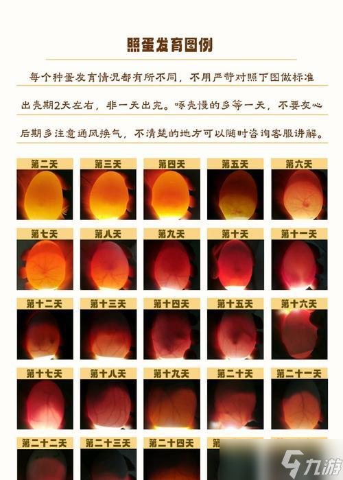 白金光生蛋的条件是什么?如何提高孵化成功率?
