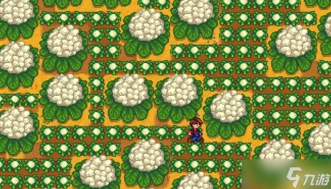 星露谷物语花椰菜介绍