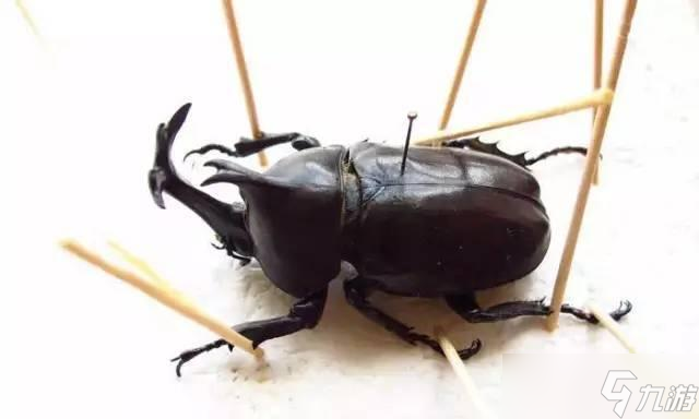 魔兽世界90腐烂的躯壳位置详解（探寻魔兽世界中90腐烂的躯壳的位置及获取方式）