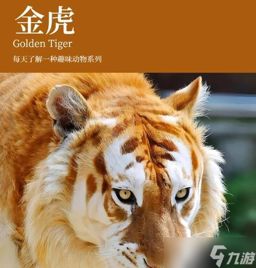 魔兽金色老虎捕捉地点 捕捉金色老虎的技巧有什么 