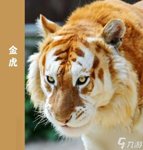 魔兽金色老虎捕捉地点？捕捉金色老虎的技巧有哪些？