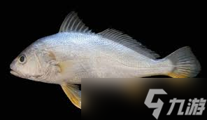 黄姑鱼与哪种鱼亲缘关系更近