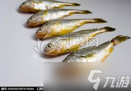 黄姑鱼与哪种鱼亲缘关系更近