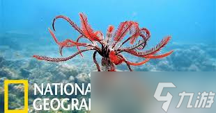 海羽星具备什么能力