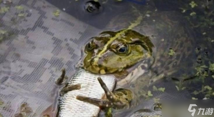 魔兽巨蛙捕捉地点及方法是什么?
