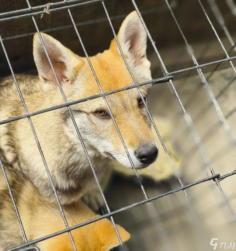 60级玩家如何捕捉狼宠物？捕捉狼的最佳地点是哪里？