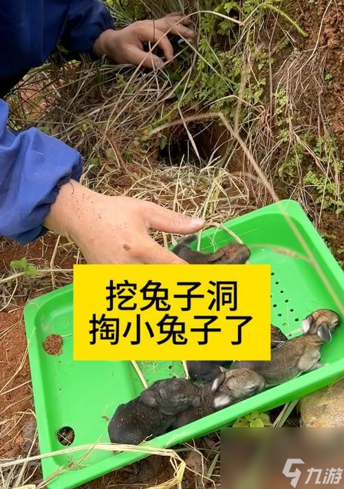 兔子的捕捉地点在哪里？