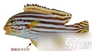 斑胡椒鲷为何得名