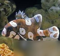 斑胡椒鲷为何得名