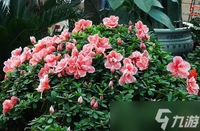 梦幻西游杜鹃花怎么种？全面解析种植条件与每日操作流程