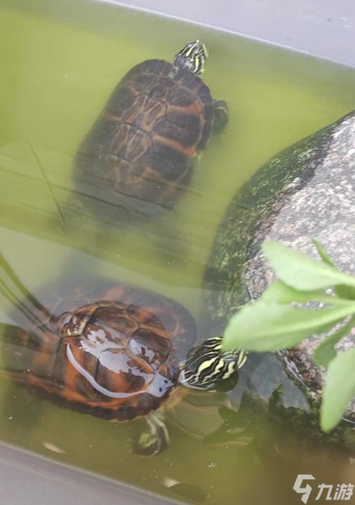 联盟猎人如何捕捉乌龟宠物?最佳地点在哪里?